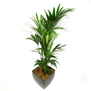 Live Kentia Palm Plant
